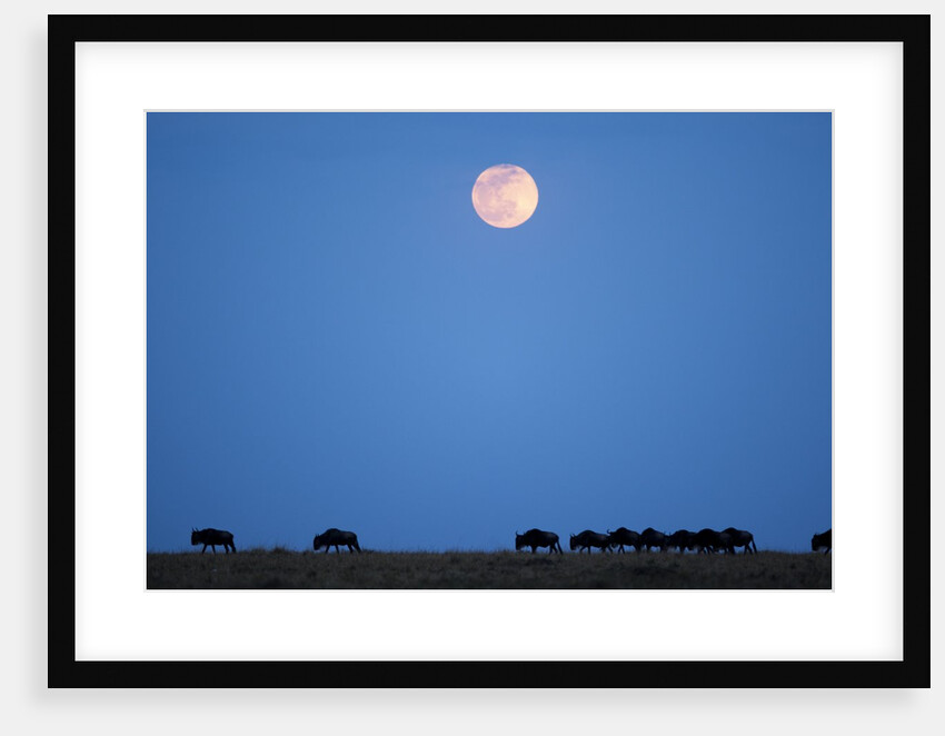 Wildebeest below full moon in Masai Mara National Reserve by Anonymous