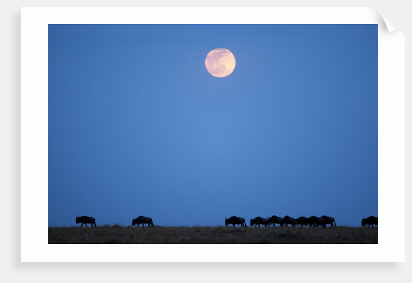 Wildebeest below full moon in Masai Mara National Reserve by Anonymous