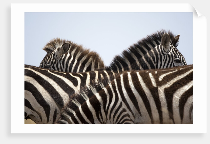 Burchell's Zebras in Masai Mara National Reserve by Anonymous