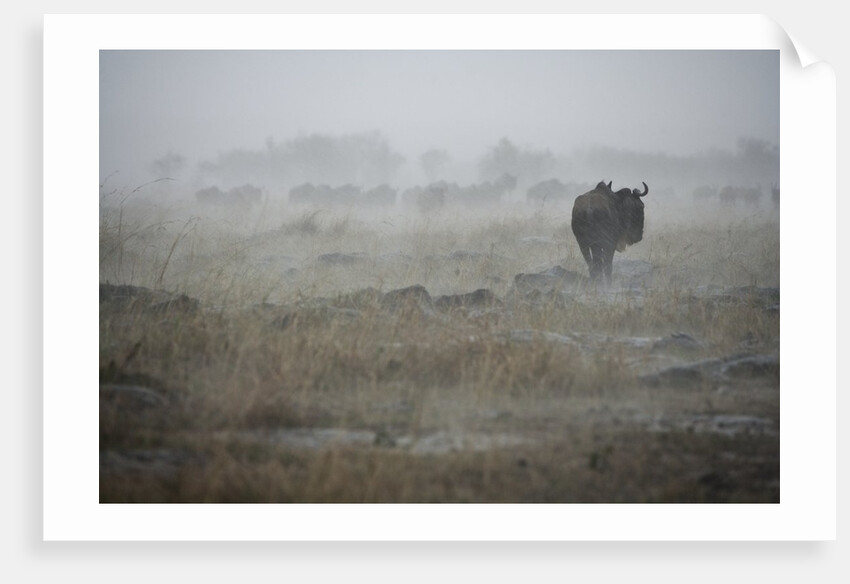 Wildebeest in rain storm in Masai Mara National Reserve by Anonymous