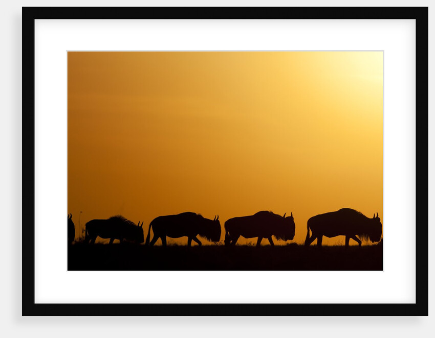 Wildebeest migrating in Masai Mara National Reserve by Anonymous