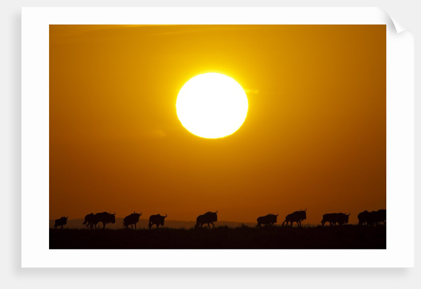 Migrating wildebeest at sunrise in Masai Mara National Reserve by Anonymous