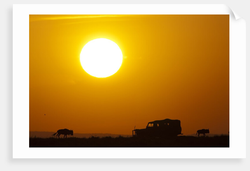 Wildebeest near safari truck at sunrise by Anonymous