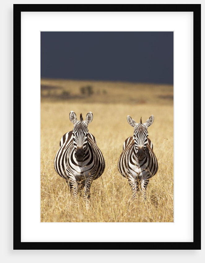 Burchell's Zebras on savanna below stormy sky by Anonymous