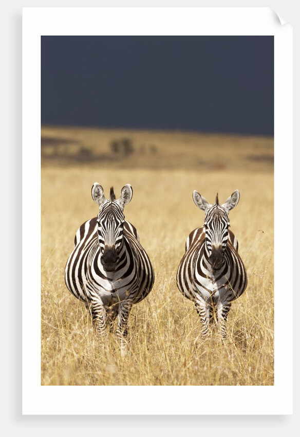 Burchell's Zebras on savanna below stormy sky by Anonymous
