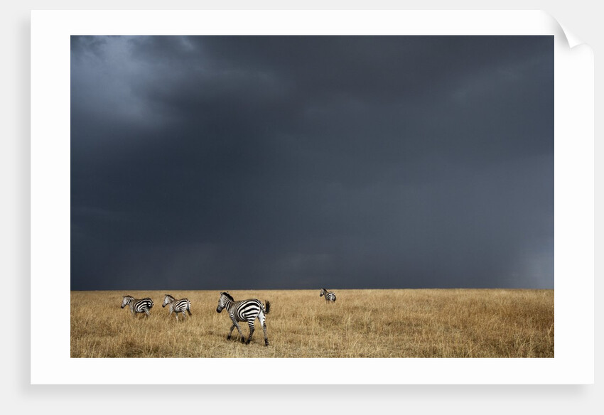 Plains zebra by Anonymous
