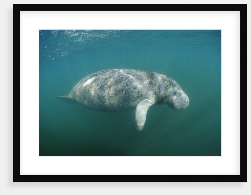 West Indian Manatee (Trichechus manatus latirostris) Florida Everglades, Florida, USA. by Anonymous