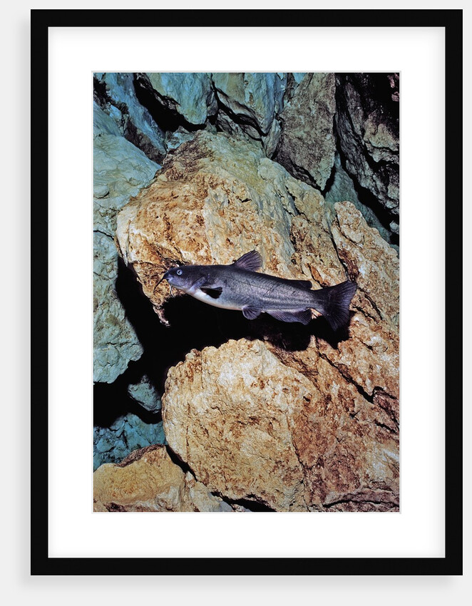 White Catfish (Ameiurus catus), Crystal River, Florida, USA by Anonymous