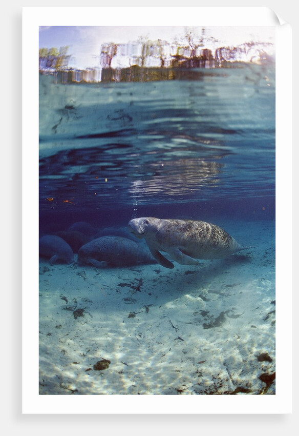 Florida Manatee (Trichechus manatus latirostris), Everglades, Florida, USA by Anonymous