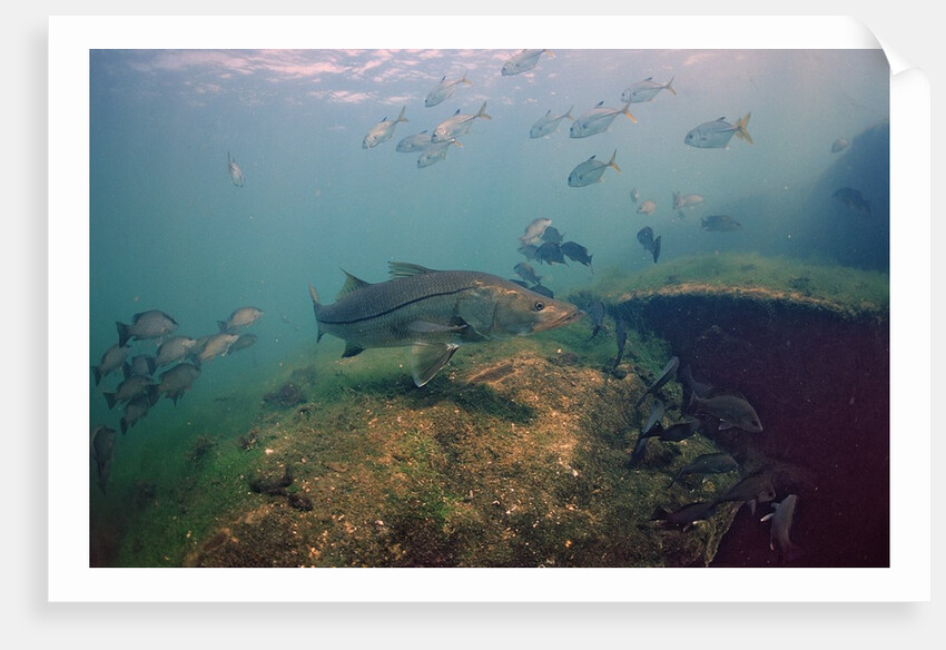 Common Snook (Centropomus undecimalis) Crystal River, Florida, USA by Anonymous
