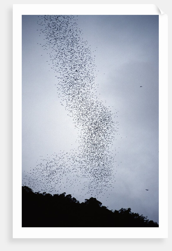 Bats flying from Deer Cave at dusk to feed on insects by Anonymous