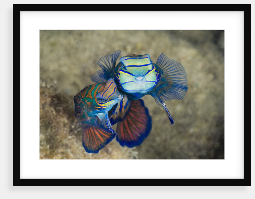 Mating Mandarinfish (Synchiropus splendidus), Micronesia, Palau by Anonymous