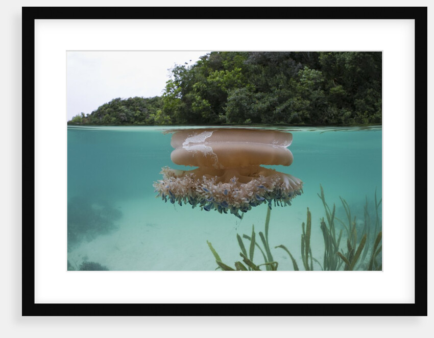 Upside-Down Jellyfish at the ocean surface (Cassiopea andromeda), Risong Bay, Micronesia, Palau by Anonymous