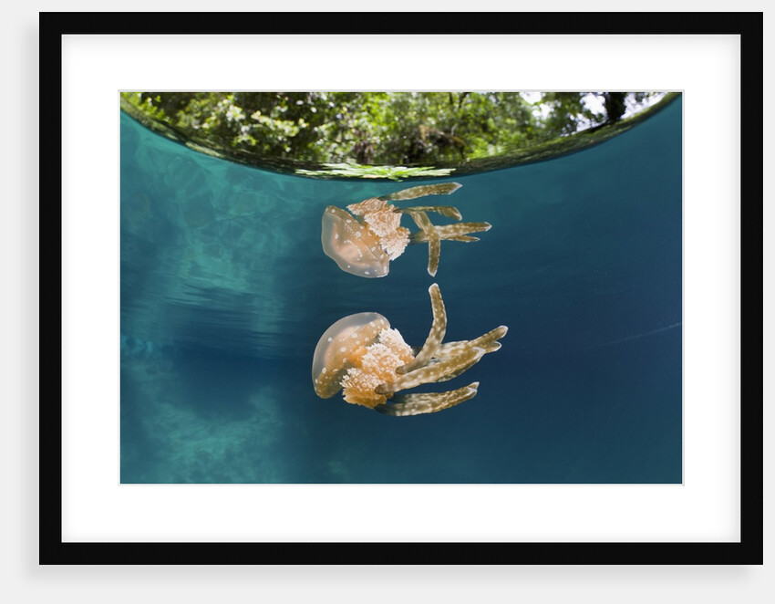Mastigias Jellyfish (Matigias papua), Risong Bay, Micronesia, Palau by Anonymous