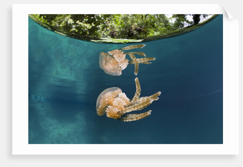 Mastigias Jellyfish (Matigias papua), Risong Bay, Micronesia, Palau by Anonymous