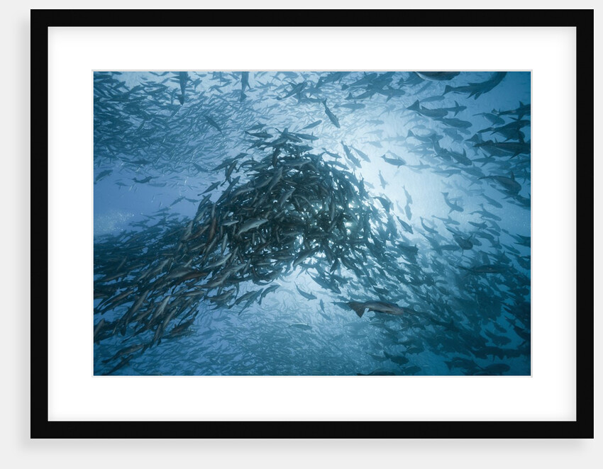 Large school of Rudderfish laying eggs in open water (Kyphosus cinerascens) by Anonymous