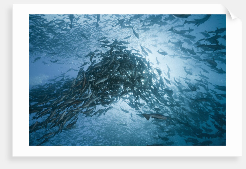 Large school of Rudderfish laying eggs in open water (Kyphosus cinerascens) by Anonymous