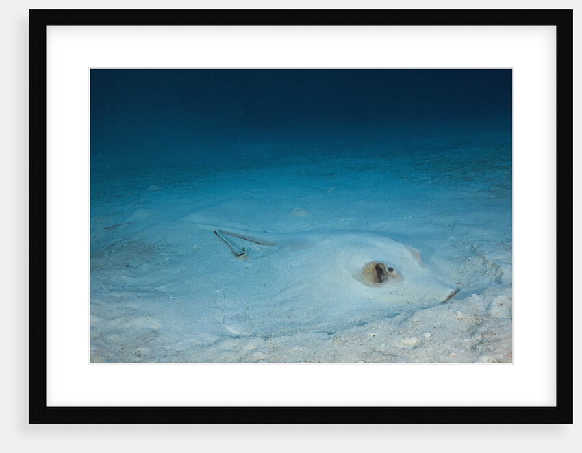 Cowtail Sting Ray camouflaged on the sandy ocean floor (Pastinachus sephen) by Anonymous