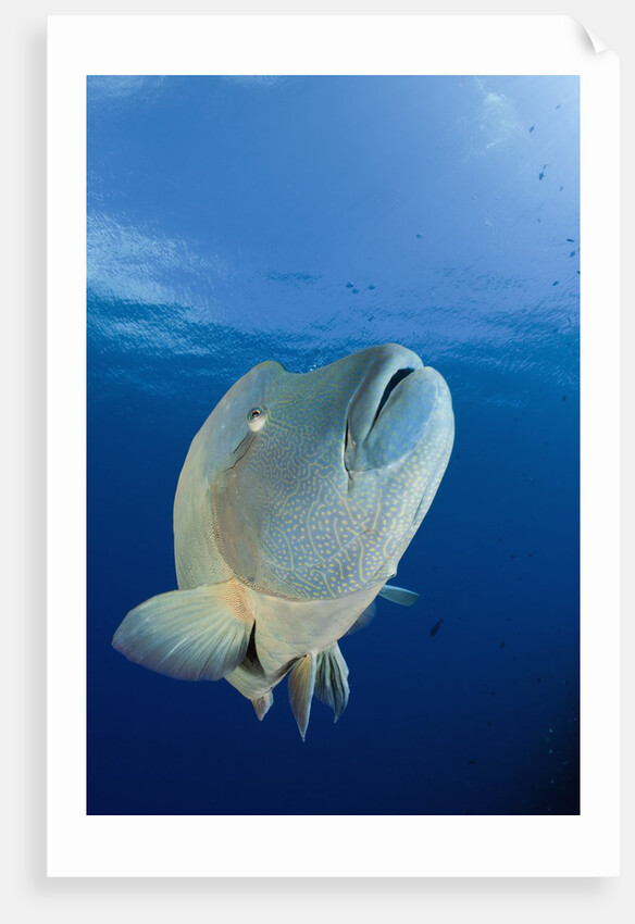 Humpback Wrasse (Cheilinus undulatus), Blue Corner, Micronesia, Palau by Anonymous
