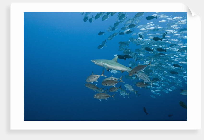 Jackfish school (Caranx by Anonymous