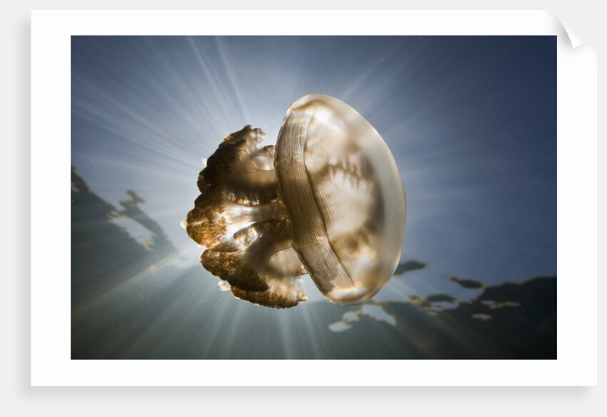 Mastigias Jellyfish in backlight (Mastigias papua etpisonii), Jellyfish Lake, Micronesia, Palau by Anonymous