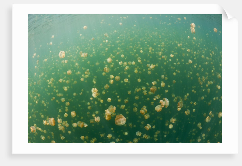 Mastigias Jellyfish (Mastigias papua etpisonii) in Jellyfish Lake, Micronesia, Palau by Anonymous