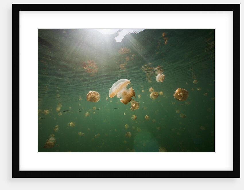 Mastigias Jellyfish (Mastigias papua etpisonii) endemic to Jellyfish Lake, Micronesia, Palau by Anonymous