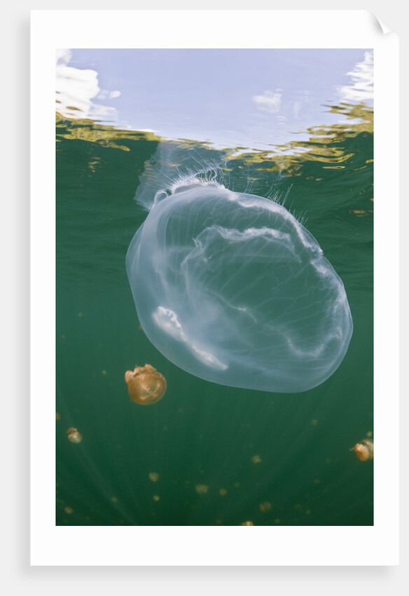 Giant Moon Jellyfish in Jellyfish Lake (Aurita aurita) with Mastigias Jellyfish in the background by Anonymous