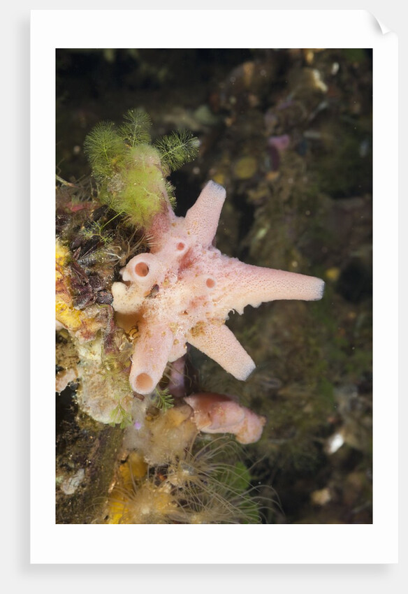 Sponge in Jellyfish Lake, Micronesia, Palau by Anonymous