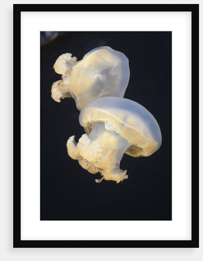 Jellyfish (Mastigias papua etpisonii), Jellyfish Lake, Micronesia, Palau by Anonymous