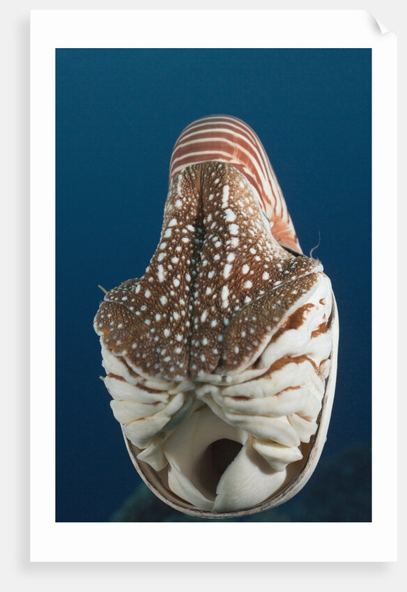 Chambered Nautilus (Nautilus belauensis), Micronesia, Palau by Anonymous