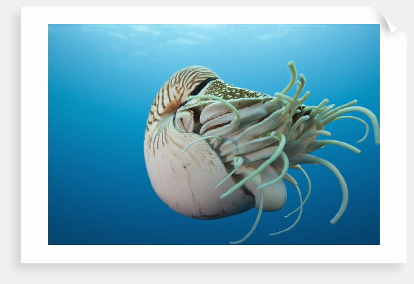 Chambered Nautilus (Nautilus belauensis), Micronesia, Palau by Anonymous