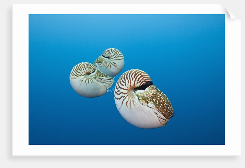 Group of Chambered Nautilus (Nautilus belauensis), Micronesia, Palau by Anonymous