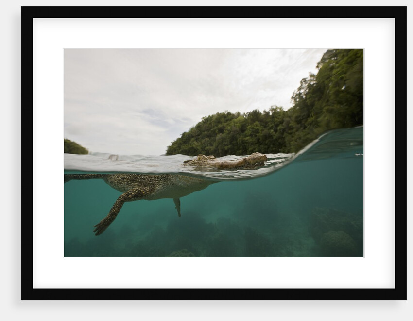 Saltwater Crocodile swimming with its head just above the surface (Crocodylus porosus) by Anonymous
