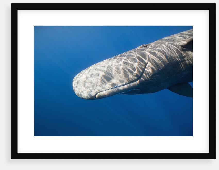 Sperm Whale head (Physeter catodon), Caribbean, Dominica by Anonymous