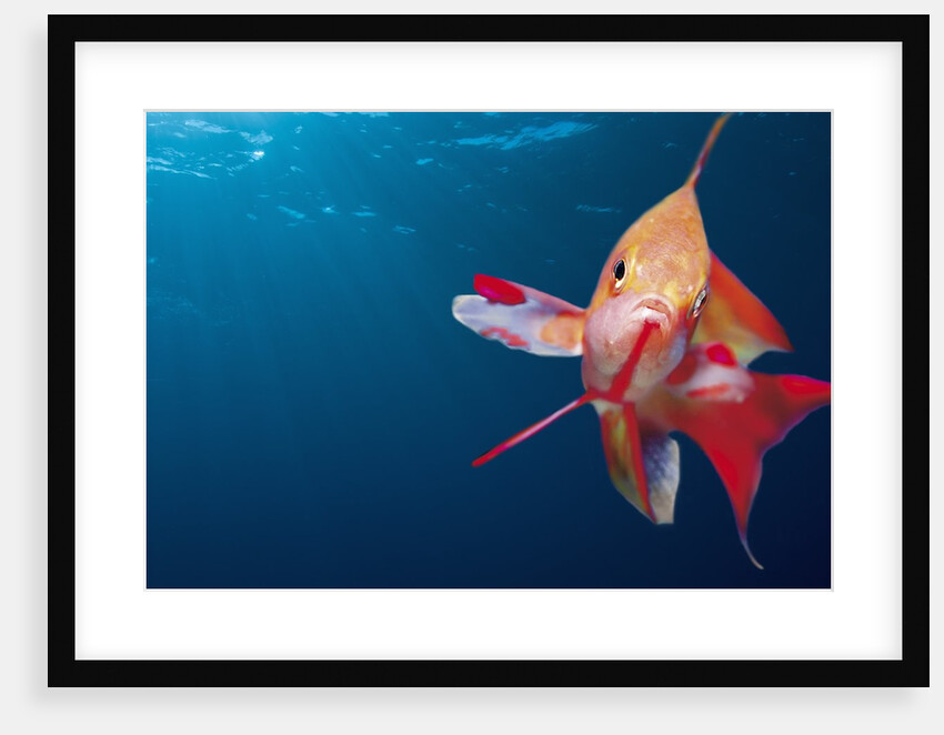 Lytretail Fairy Basslet (Pseudanthias squamipinnis) Marsa Alam, Red Sea, Egypt by Anonymous