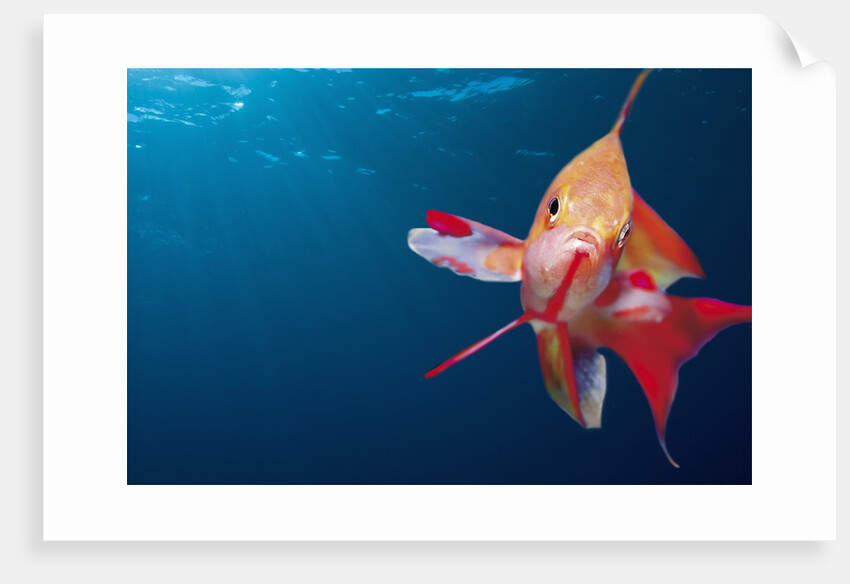 Lytretail Fairy Basslet (Pseudanthias squamipinnis) Marsa Alam, Red Sea, Egypt by Anonymous
