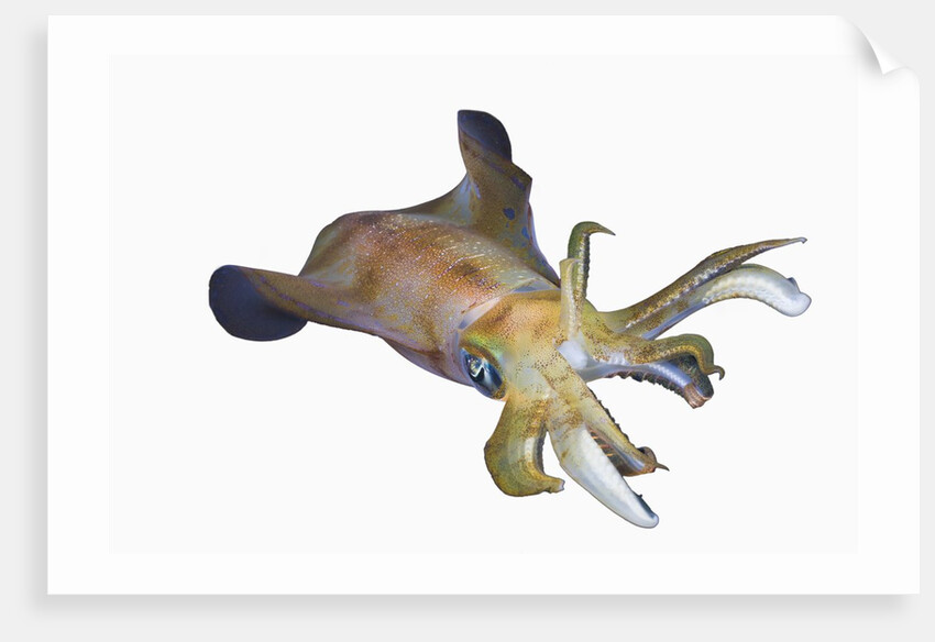 Bigfin Reef Squid (Sepioteuthis lessoniana) by Anonymous