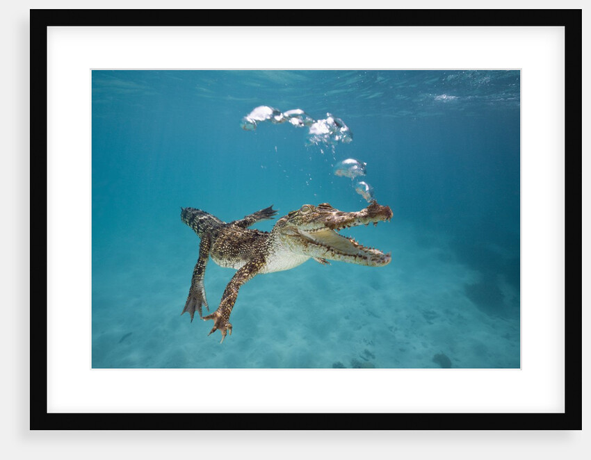 Saltwater Crocodile (Crocodylus porosus), Queensland, Australia by Anonymous