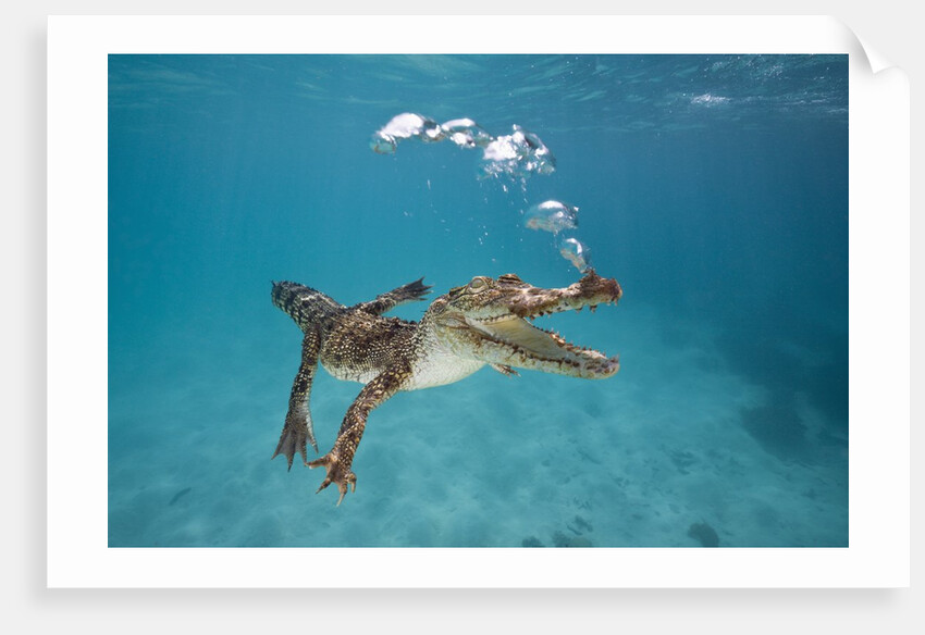 Saltwater Crocodile (Crocodylus porosus), Queensland, Australia by Anonymous