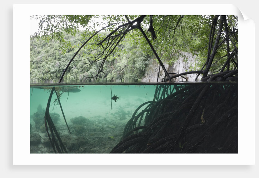 Mangroves trees above and underwater by Anonymous
