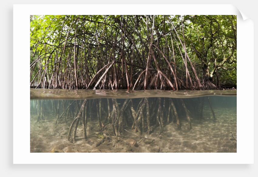 Split image of Mangroves and their extensive prop roots, Risong Bay, Micronesia, Palau by Anonymous