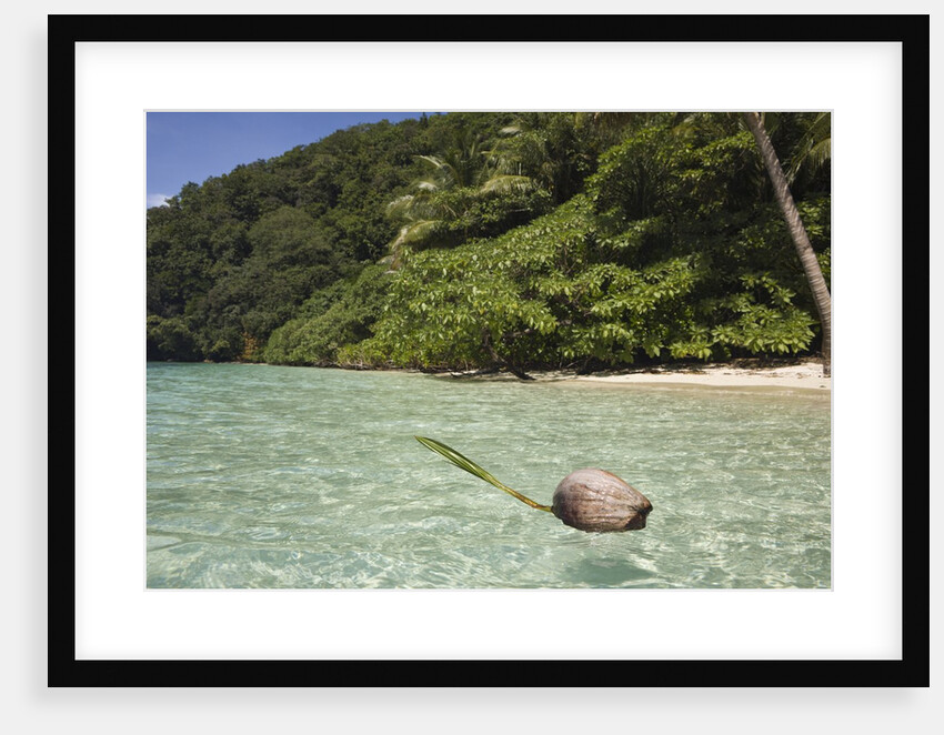 Coconut floating in Lagoon, Micronesia, Palau by Anonymous