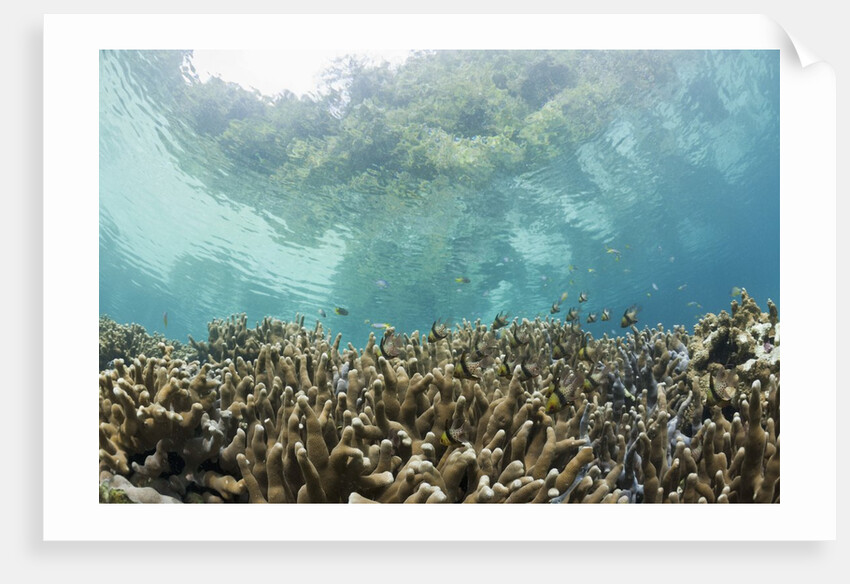 Coral reef in Risong Bay, Micronesia, Palau by Anonymous