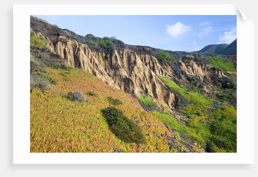 Succulent plants at Garrapata State Park on Big Sur Coast by Anonymous