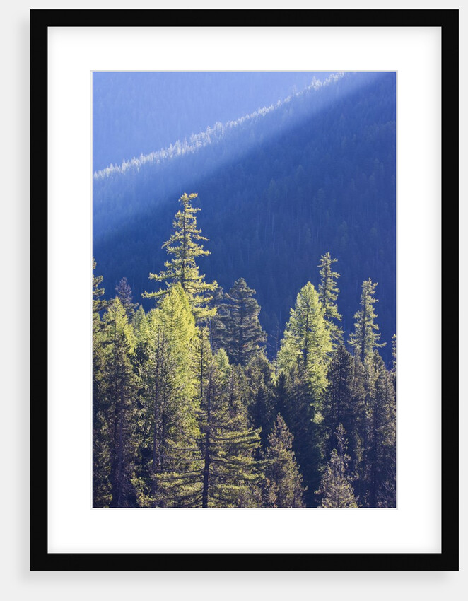 Backlit Western larch trees in Mount Rainier National Park by Anonymous