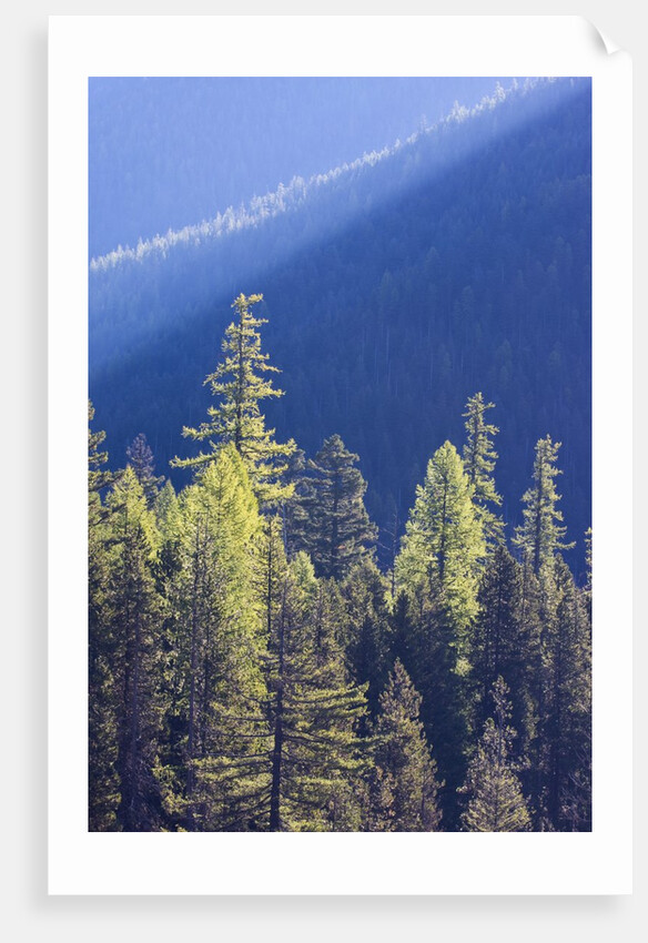 Backlit Western larch trees in Mount Rainier National Park by Anonymous