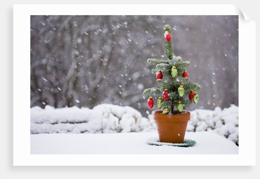 Small Christmas tree by Anonymous