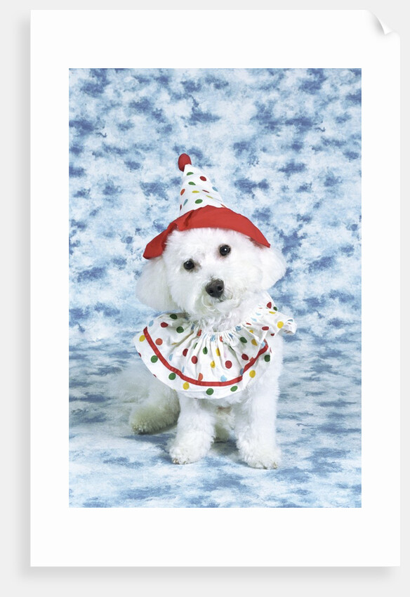 White poodle puppy wearing clown costume by Anonymous