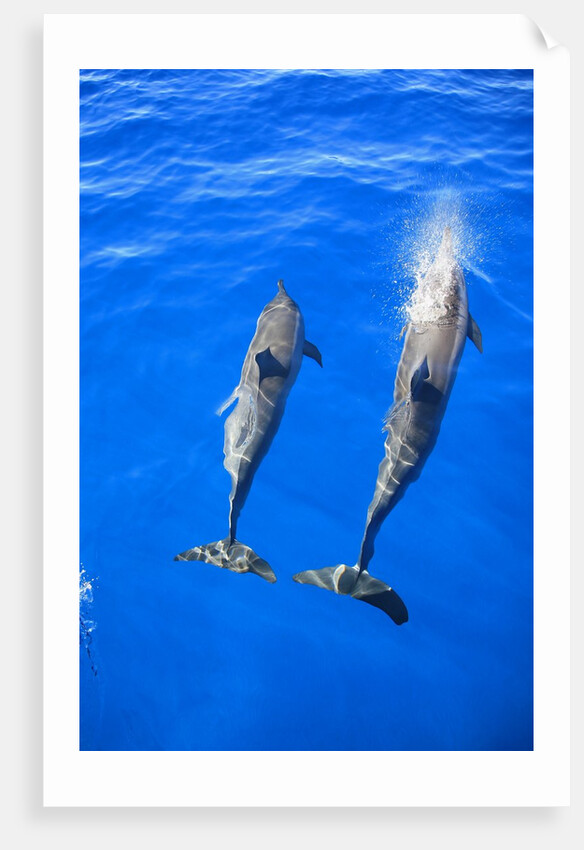 Two spinner dolphin off Manele Bay at Lanai in Hawaii by Anonymous